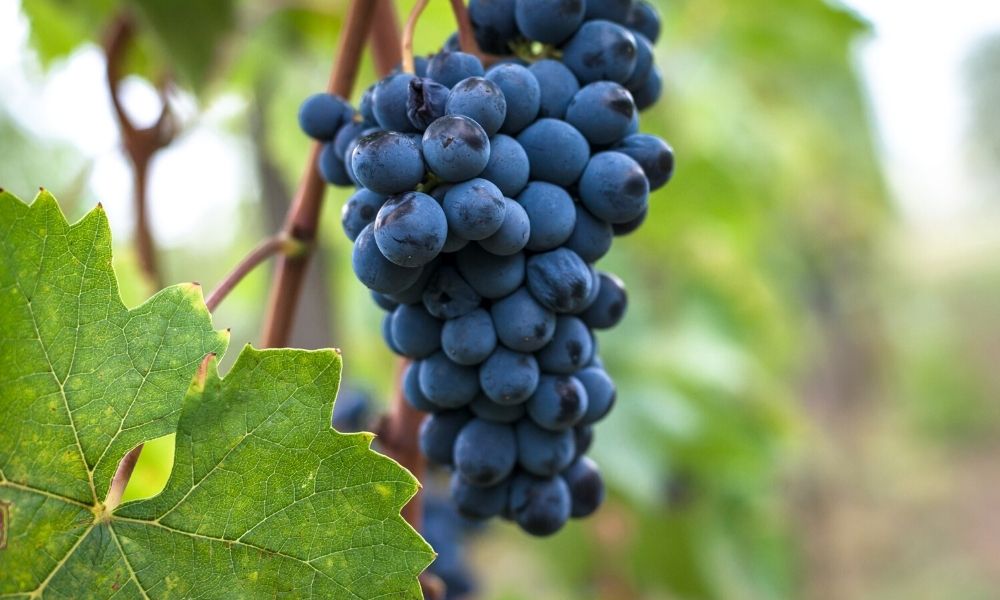 Sangiovese - Il Vitigno - Vetunna (1) Sangiovese - Il Vitigno - Vetunna (1)