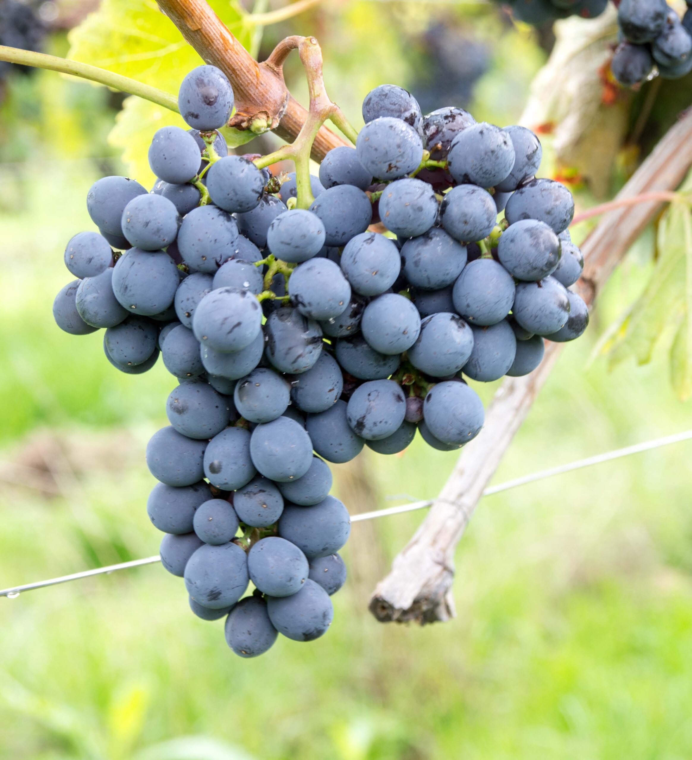 Sangiovese - Il Vitigno - Vetunna Sangiovese - Il Vitigno - Vetunna