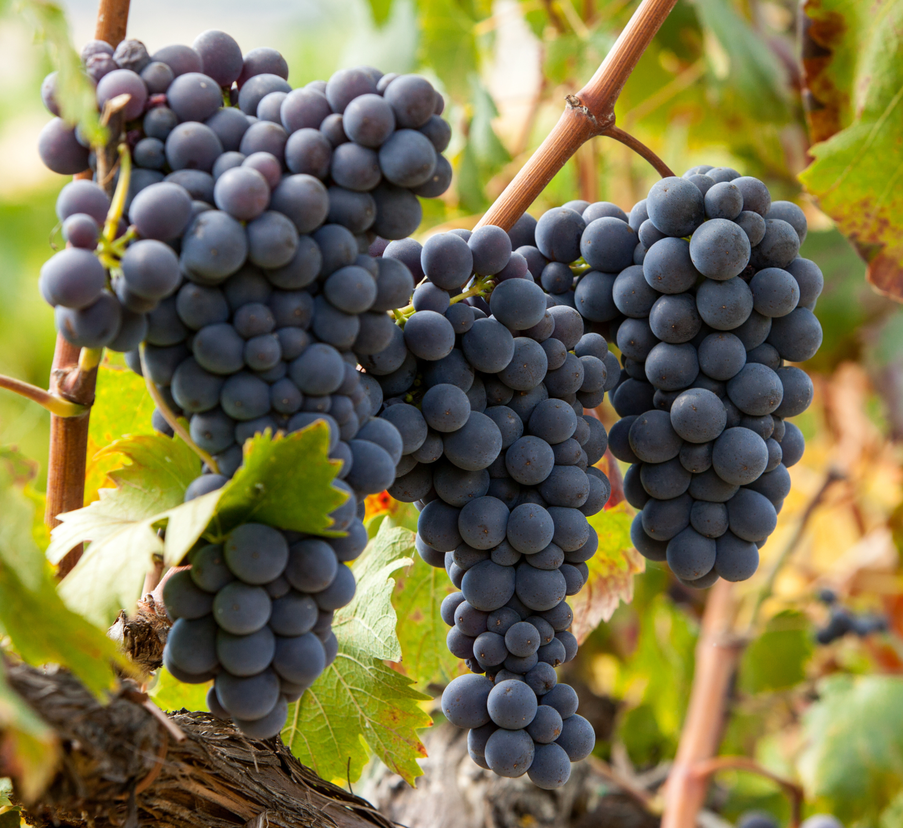 Sangiovese-Vitigno-Vetunna Sangiovese-Vitigno-Vetunna