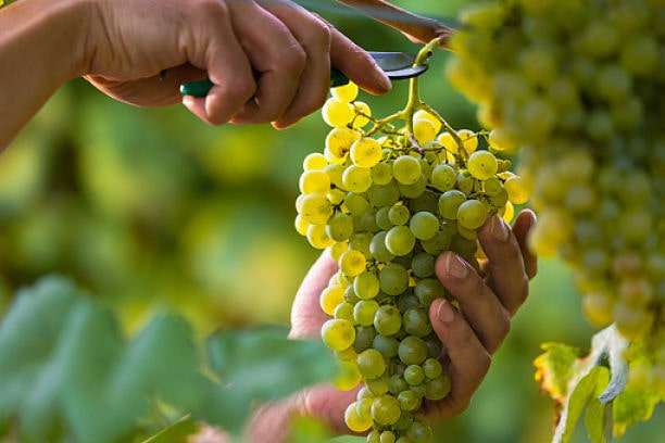 Trebbiano Toscano Abbinamenti - Vetunna Trebbiano Toscano Abbinamenti - Vetunna