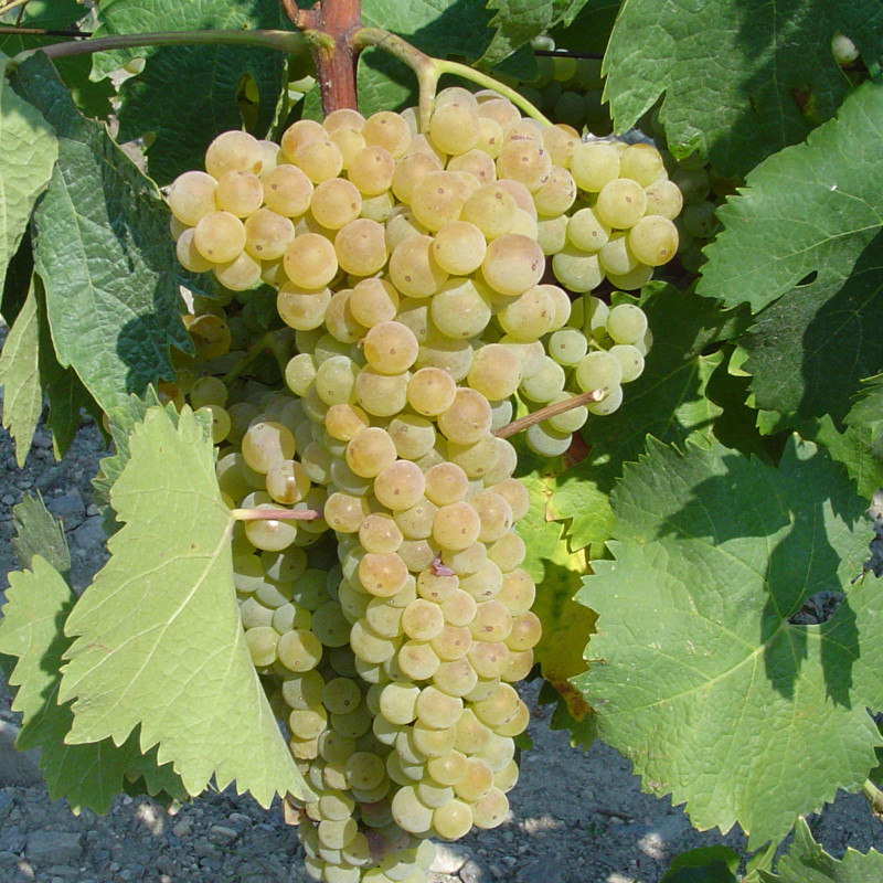 Trebbiano Toscano Grappolo - Vetunna Trebbiano Toscano Grappolo - Vetunna