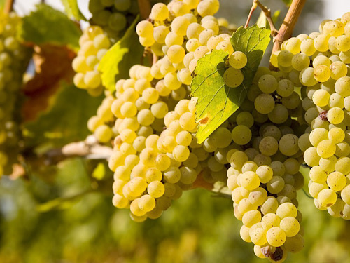 Trebbiano Toscano Vitigno - Vetunna Trebbiano Toscano Vitigno - Vetunna