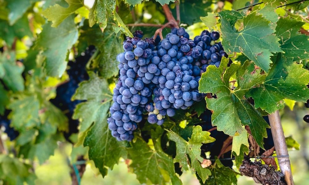 Vitigno Sangiovese - Vetunna Vitigno Sangiovese - Vetunna
