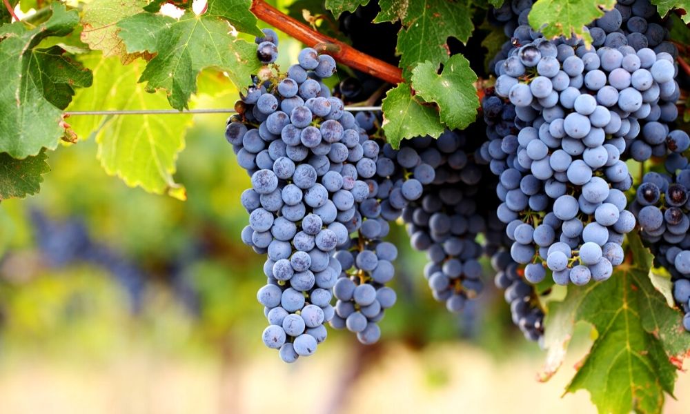 Cabernet Souvignon - Vitigno - Vetunna Cabernet Souvignon - Vitigno - Vetunna