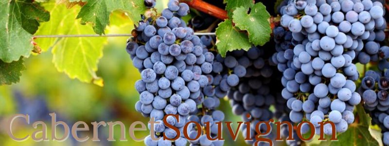 CabernetSouvignon - Pulsante 800x300 CabernetSouvignon - Pulsante 800x300