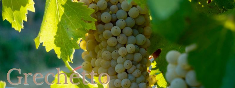 Grechetto - Pulsante 800x300 Grechetto - Pulsante 800x300