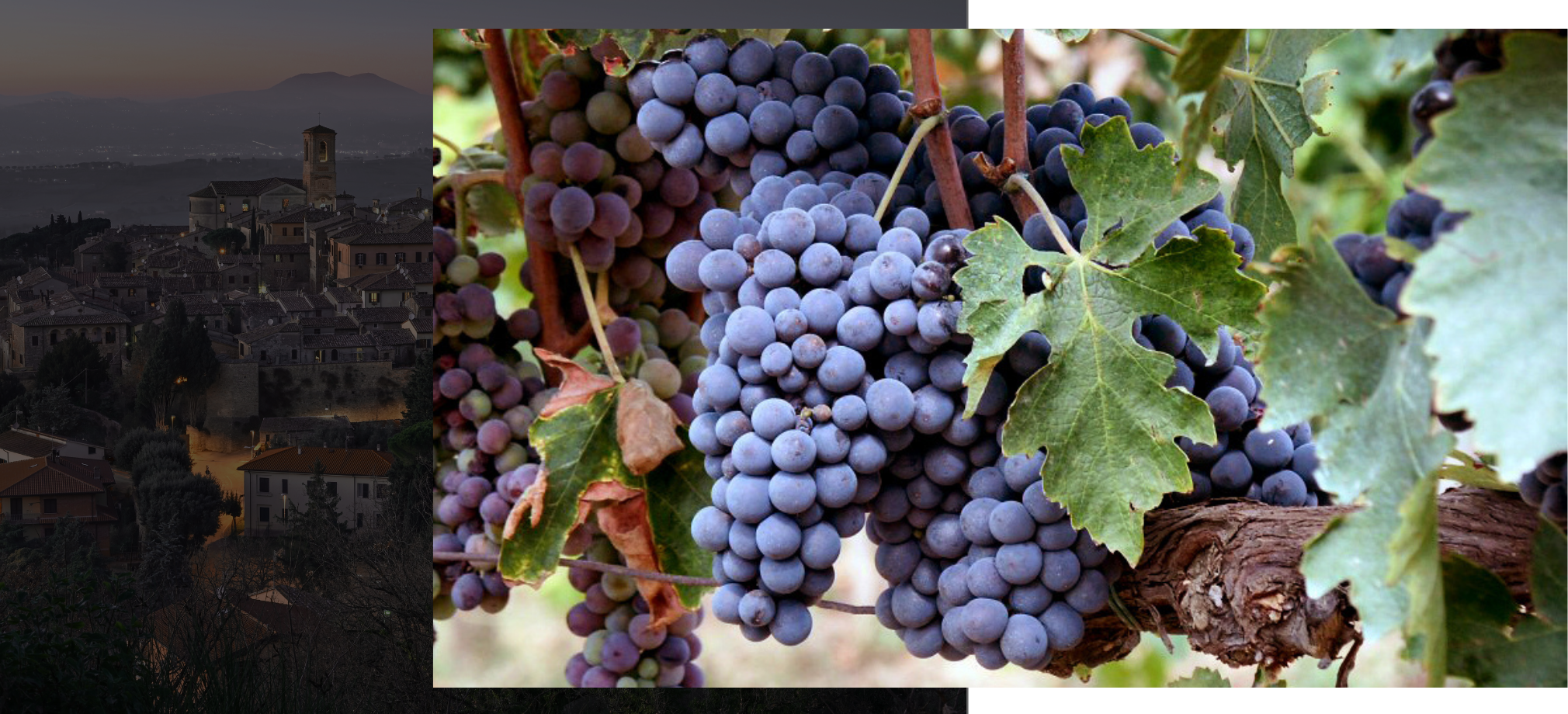 Merlot - I Vitigni