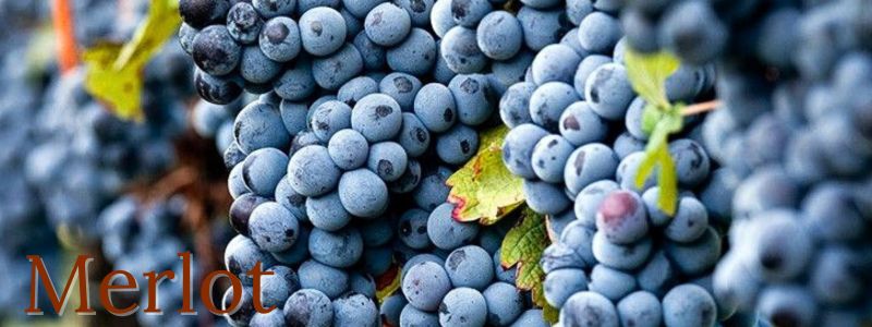 Merlot - Pulsante 800x300 Merlot - Pulsante 800x300