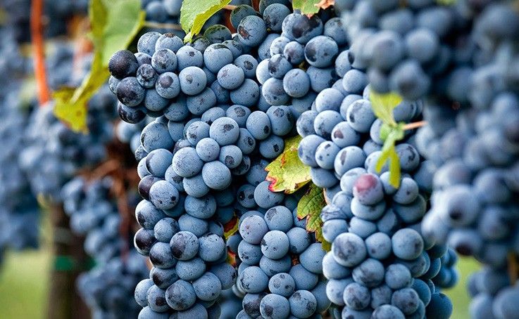 Merlot - Vitigno - Vetunna (1) Merlot - Vitigno - Vetunna (1)