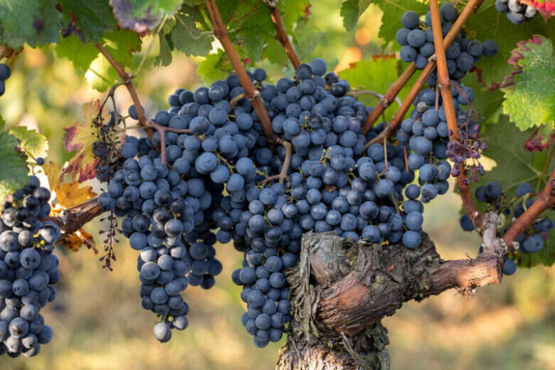 Merlot - Vitigno - Vetunna (2) Merlot - Vitigno - Vetunna (2)