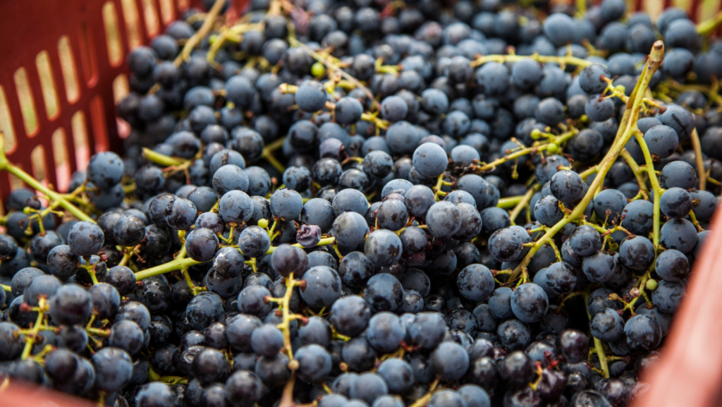 Merlot - Vitigno - Vetunna