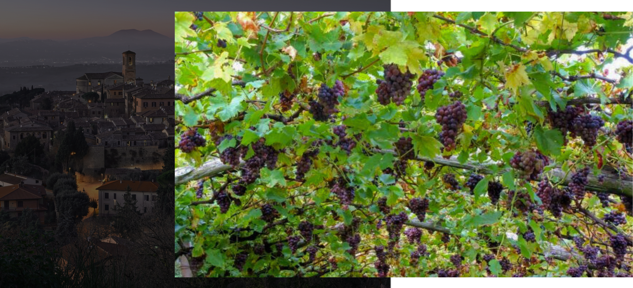 Pinot Grigio - I Vitigni