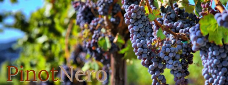 PinotNero - Pulsante 800x300 PinotNero - Pulsante 800x300