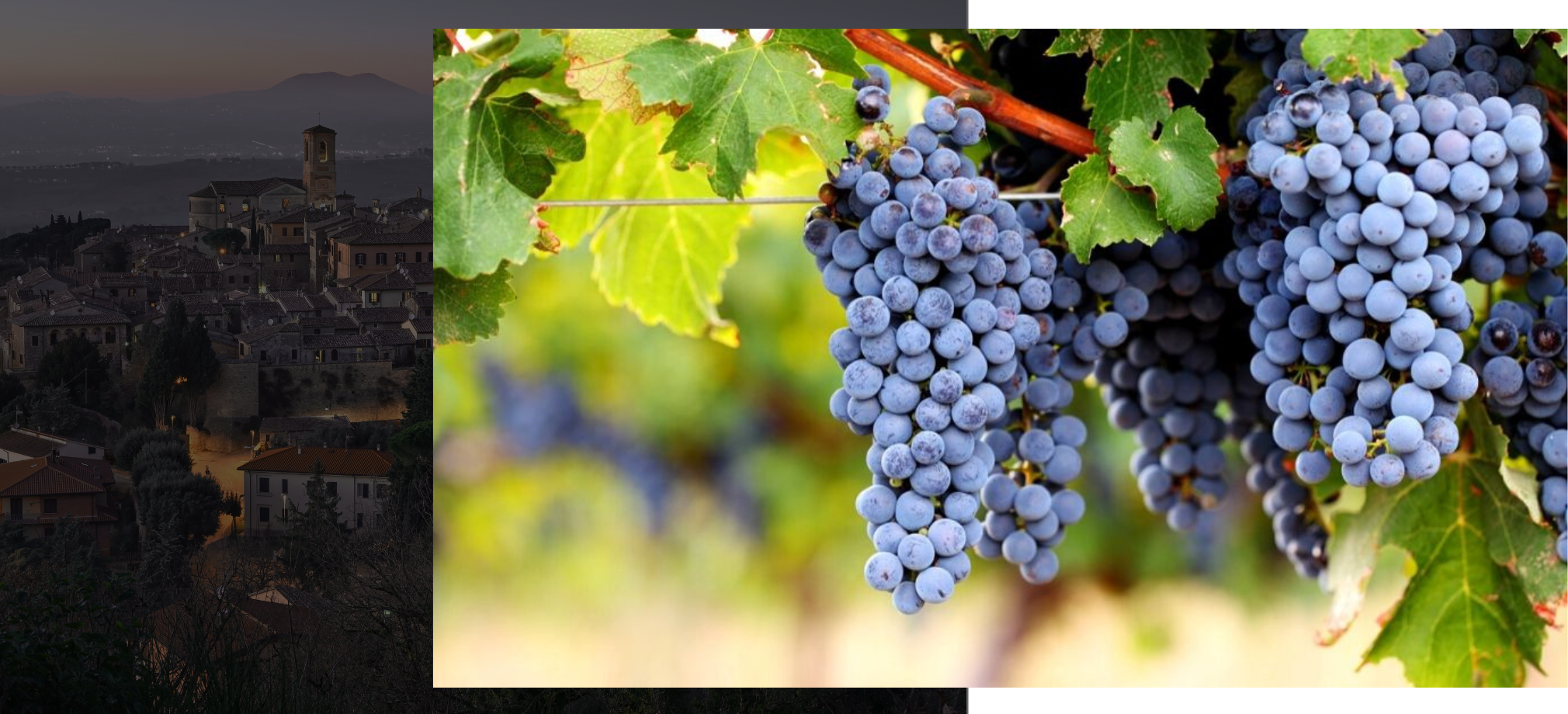 Sangiovese - I Vitigni