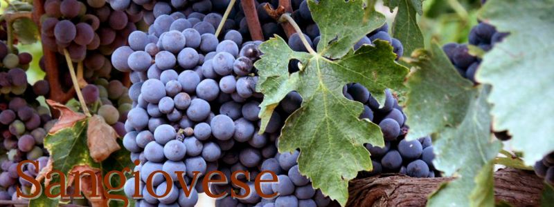 Sangiovese - Pulsante 800x300 Sangiovese - Pulsante 800x300