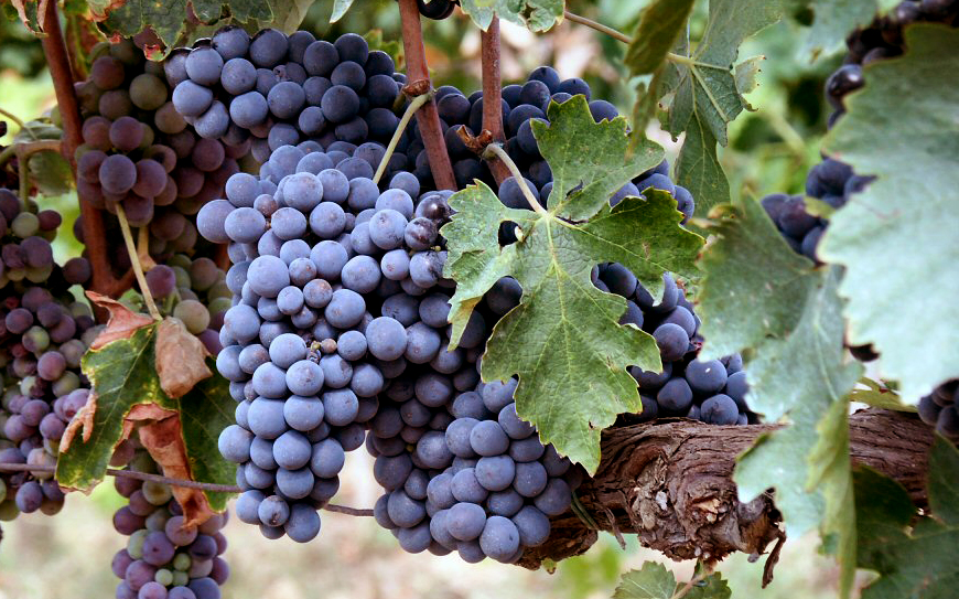 Sangiovese - Vetunna - Il Vitigno Sangiovese - Vetunna - Il Vitigno