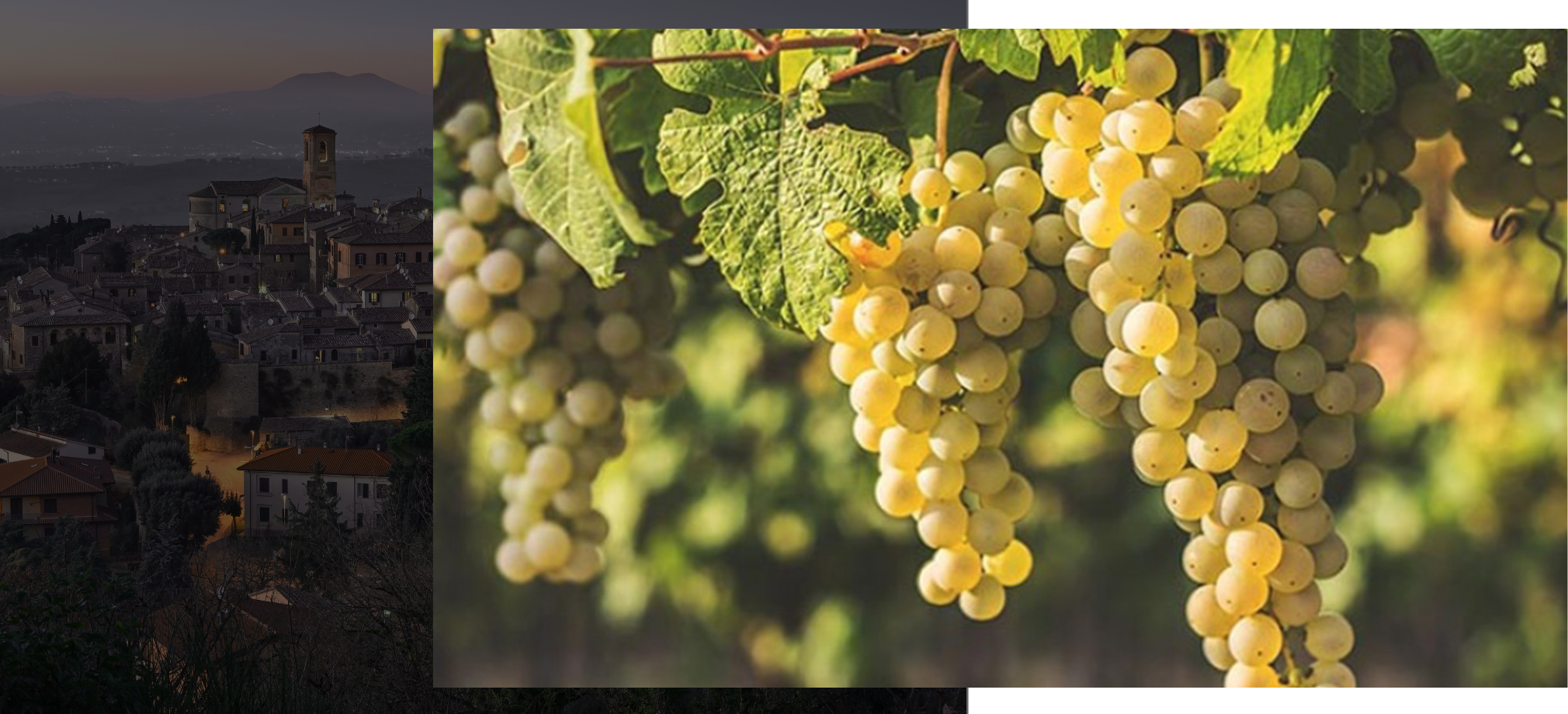 Trebbiano - I Vitigni