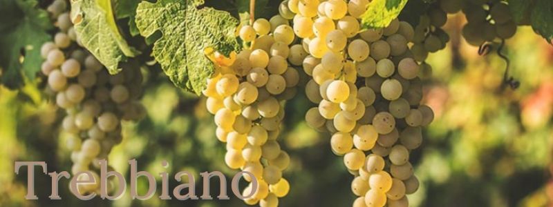 Trebbiano- Pulsante 800x300 Trebbiano- Pulsante 800x300