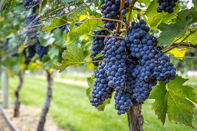 Uve di Pinot Nero - Vitigno - Vetunna Uve di Pinot Nero - Vitigno - Vetunna