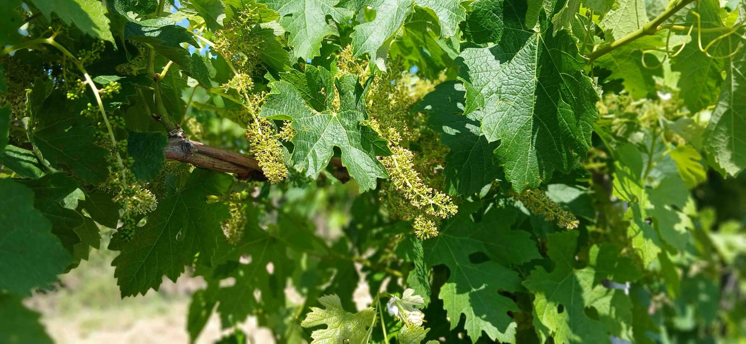 Vigna in fiore - Vitigni Vetunna Vigna in fiore - Vitigni Vetunna