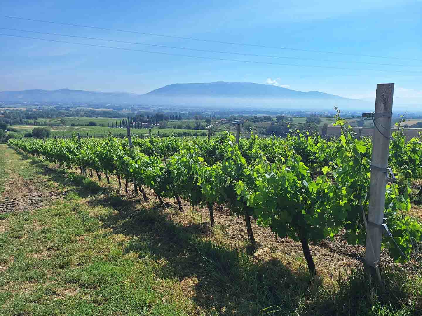 Vigneti Montedoro - Vetunna