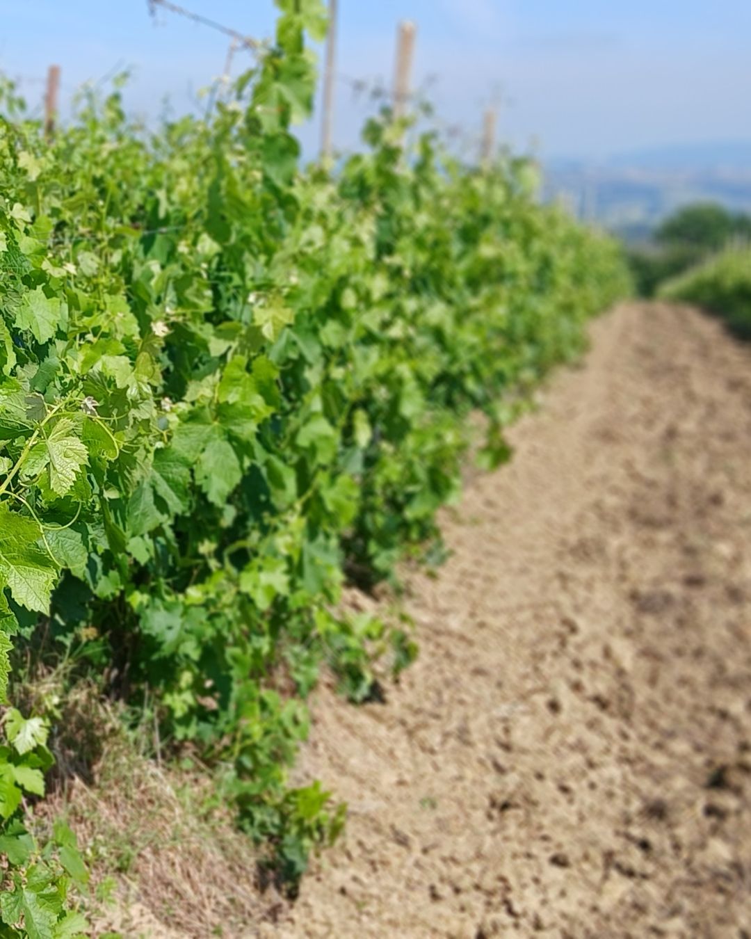 Vigneti Vetunna (1)