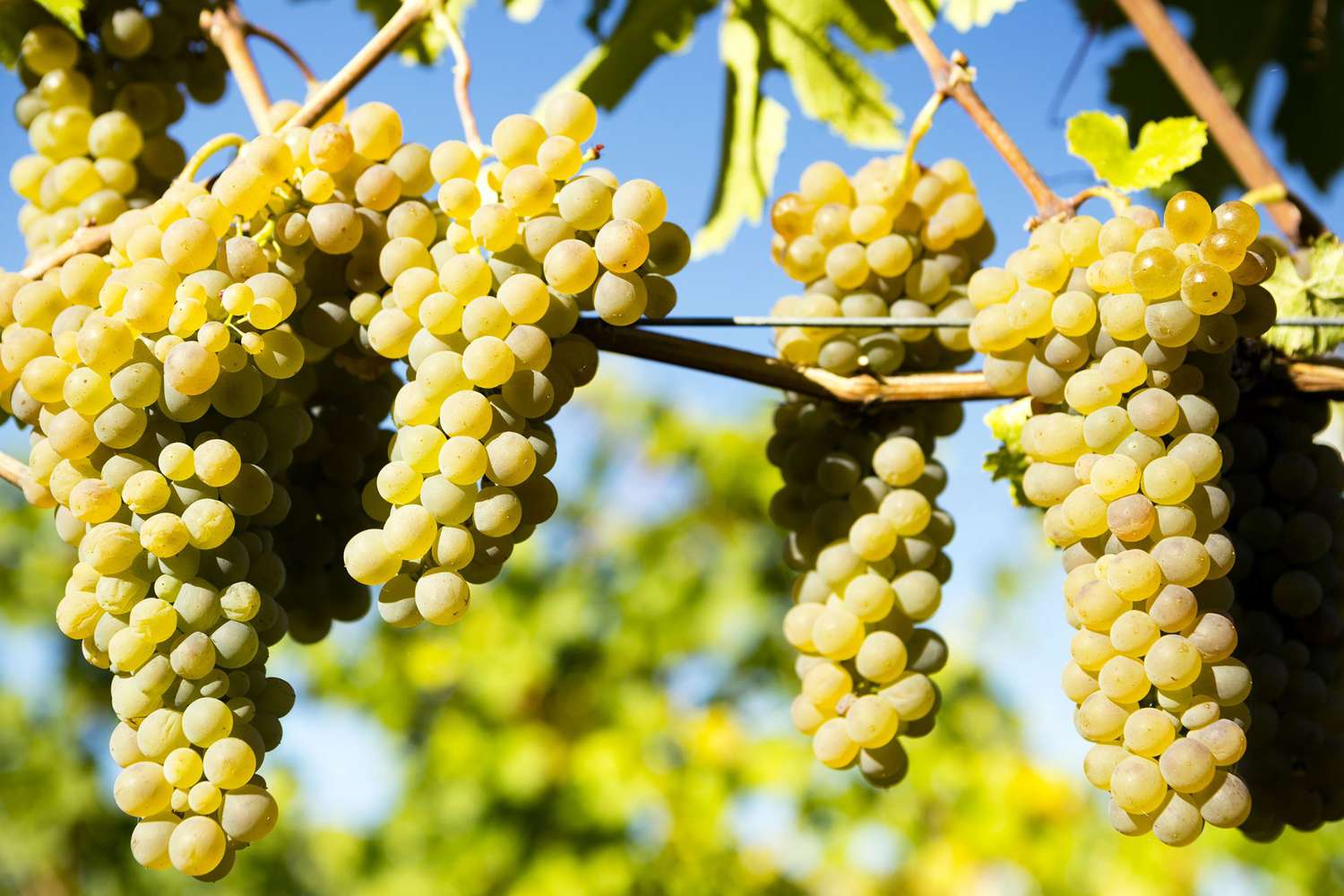Viognier - Vitigno - Vetunna Viognier - Vitigno - Vetunna