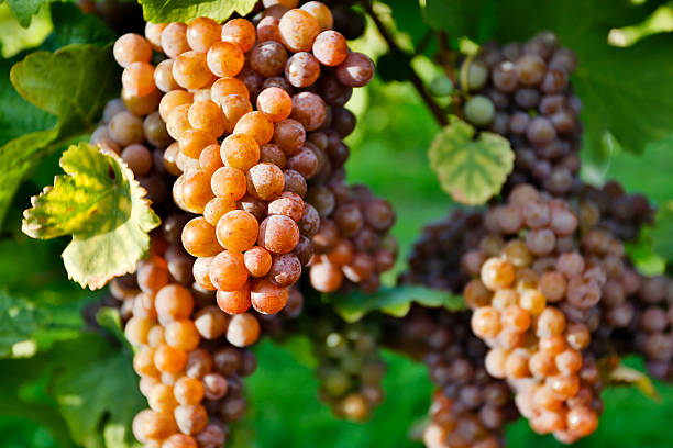 Vitigno - Pinot Grigio - Vetunna Vitigno - Pinot Grigio - Vetunna